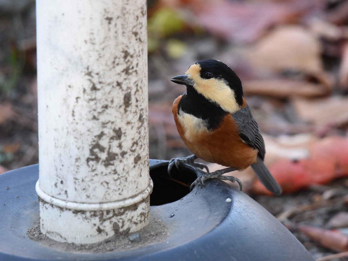 雜色山雀 - ML645310910