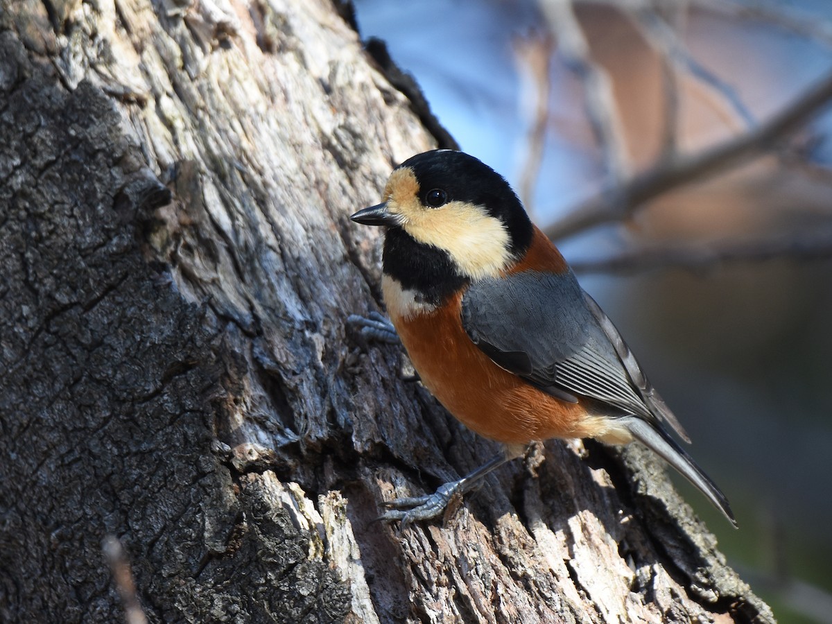雜色山雀 - ML645310911