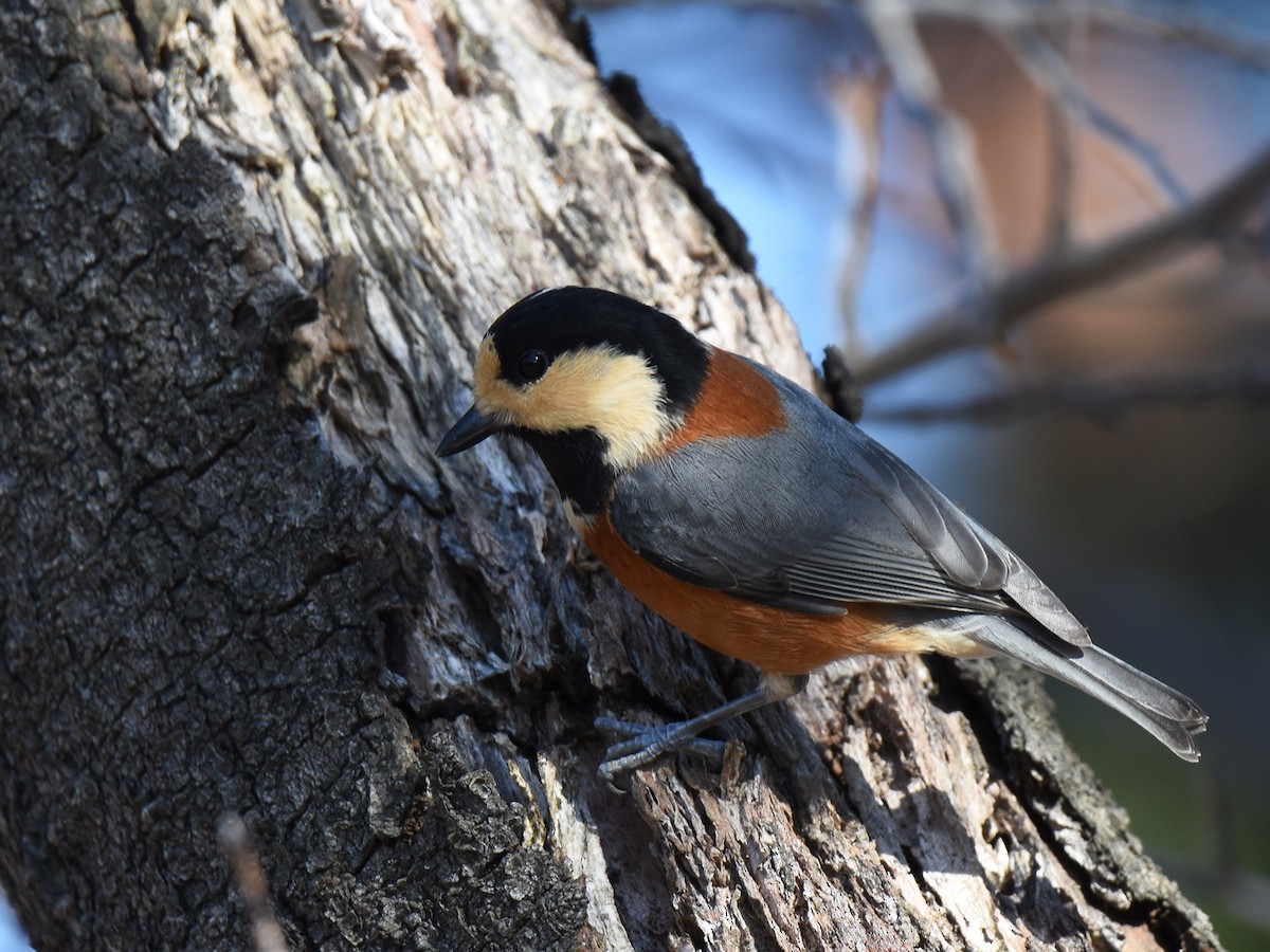 雜色山雀 - ML645310912