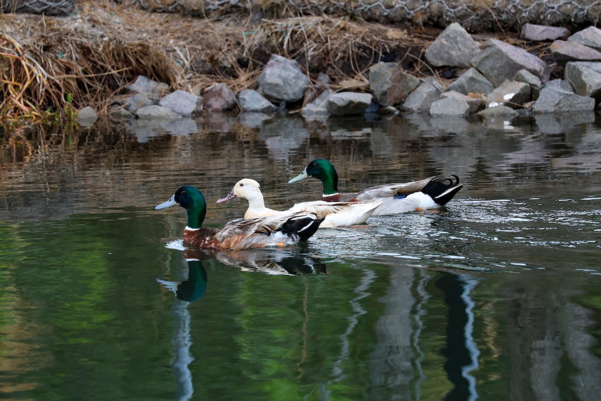 Тэжээмэл нугас - ML645310913