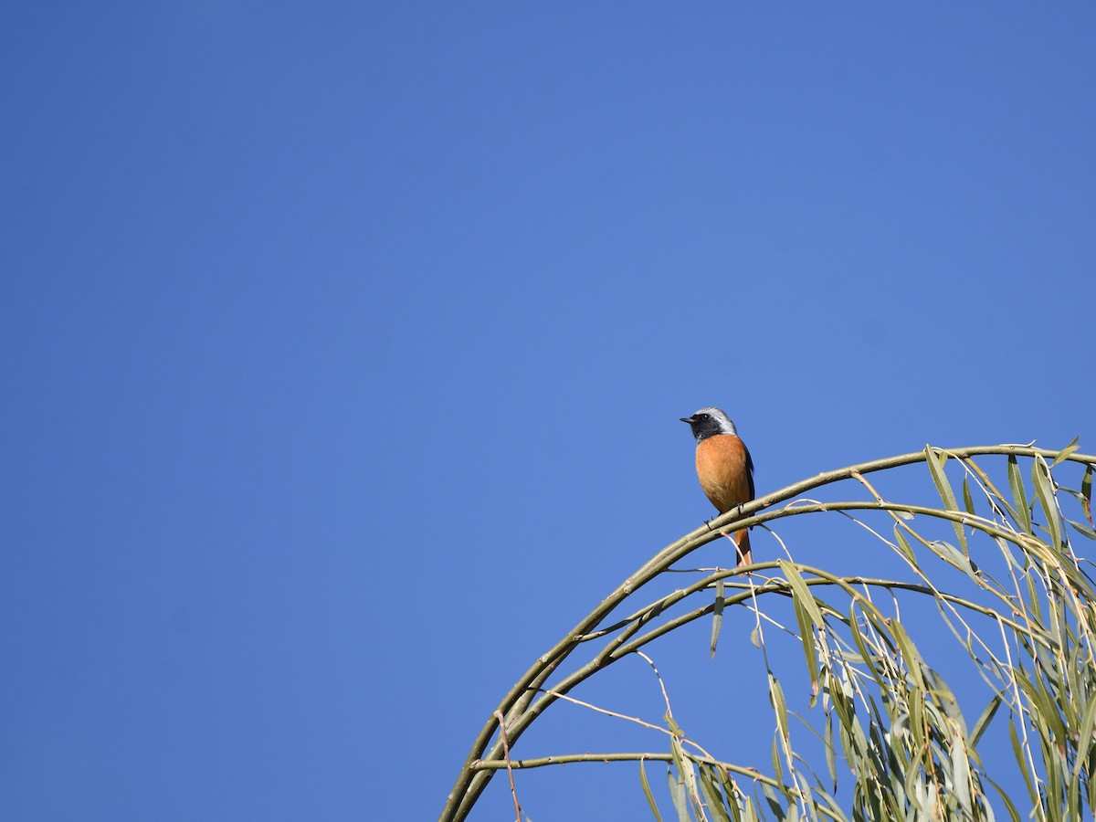 黃尾鴝 - ML645310914