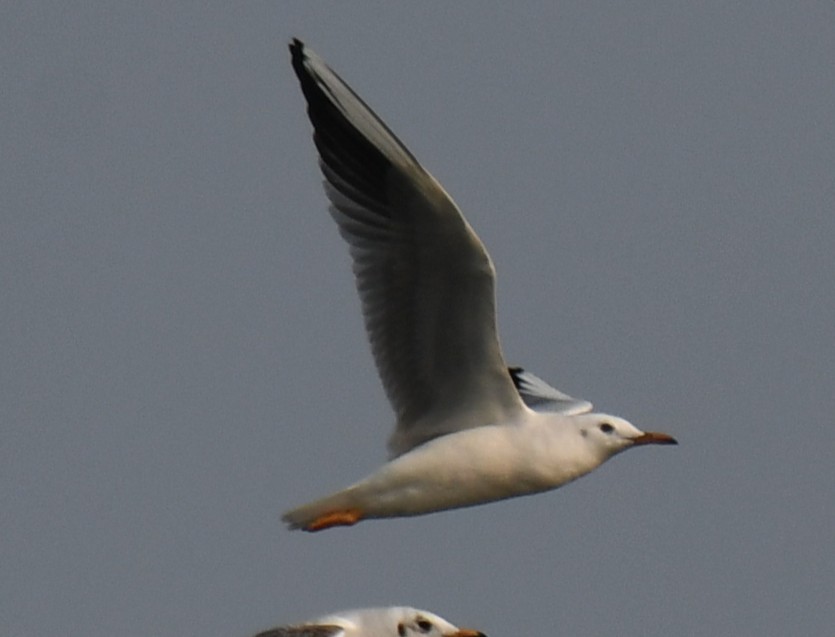 Slender-billed Gull - ML645310970