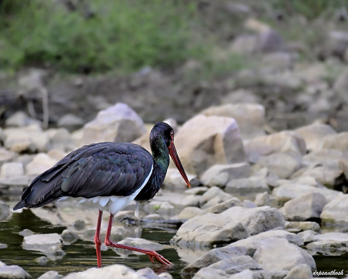Black Stork - ML645310972