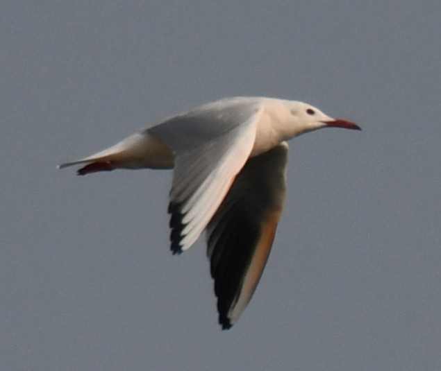 Slender-billed Gull - ML645310975