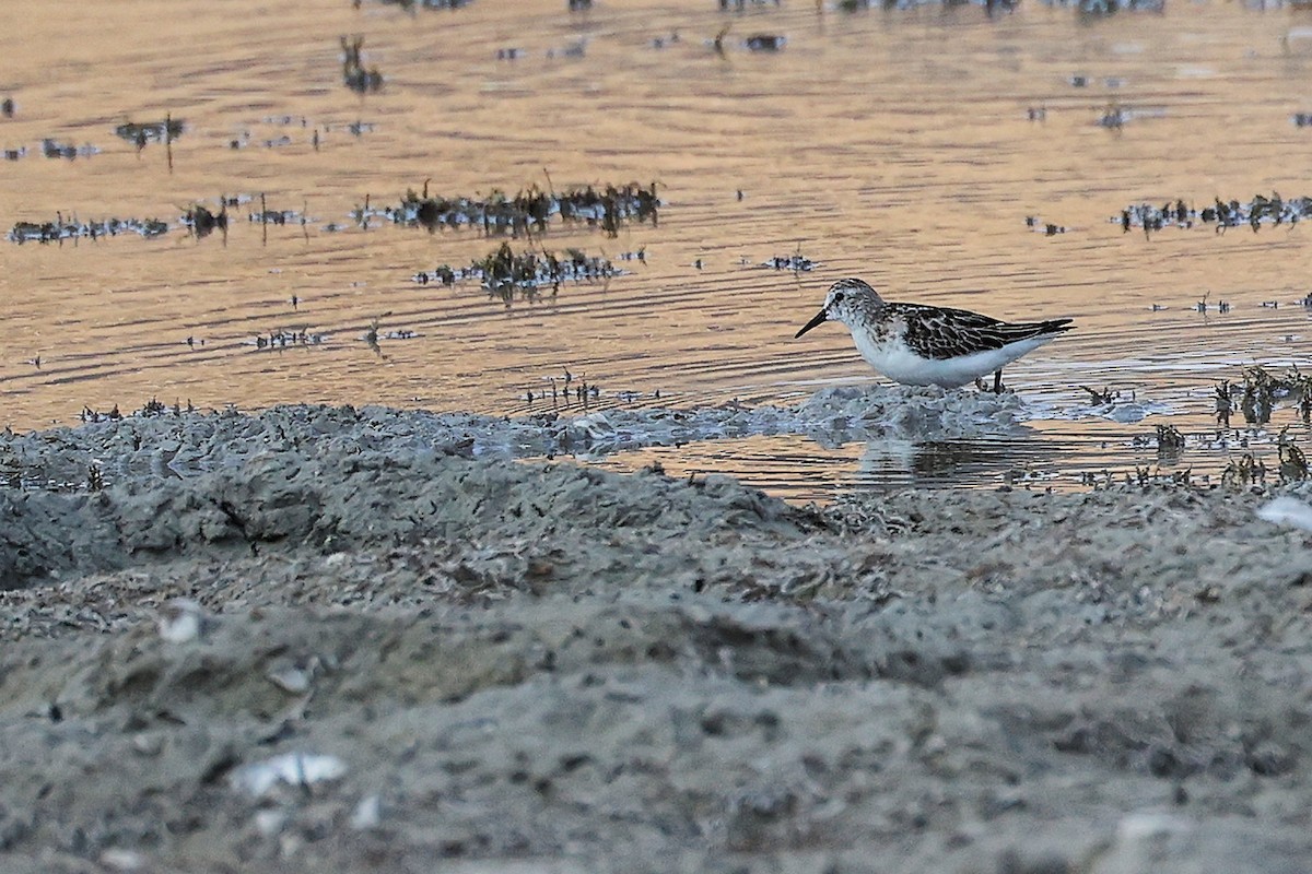 ヨーロッパトウネン - ML645310976