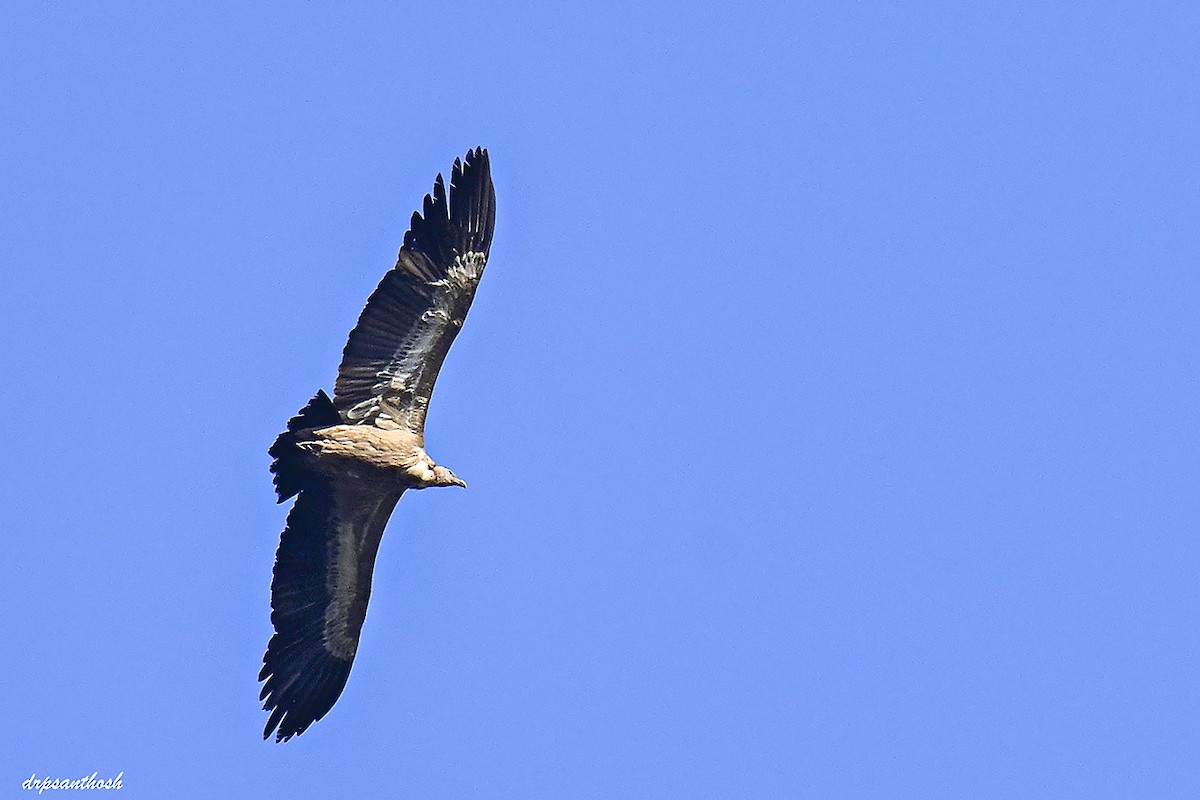Indian Vulture - ML645310983