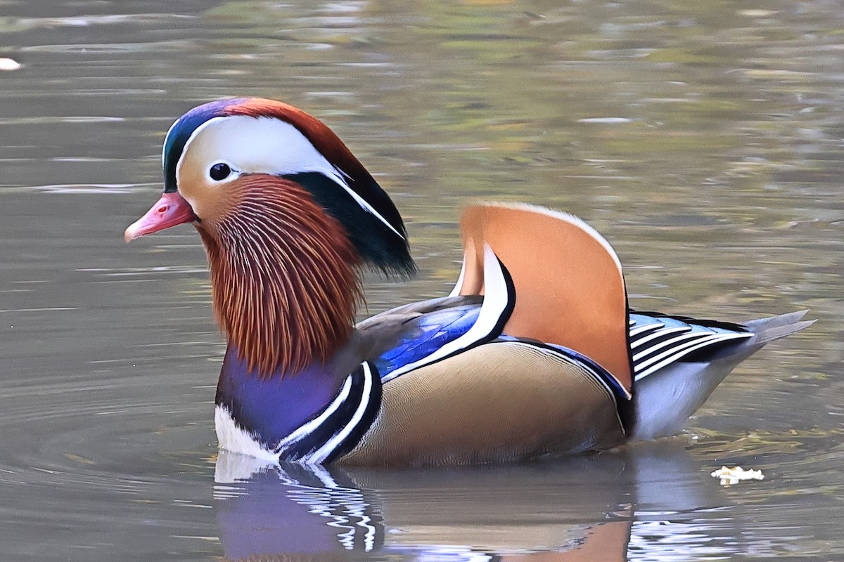 鴛鴦 - ML645310984