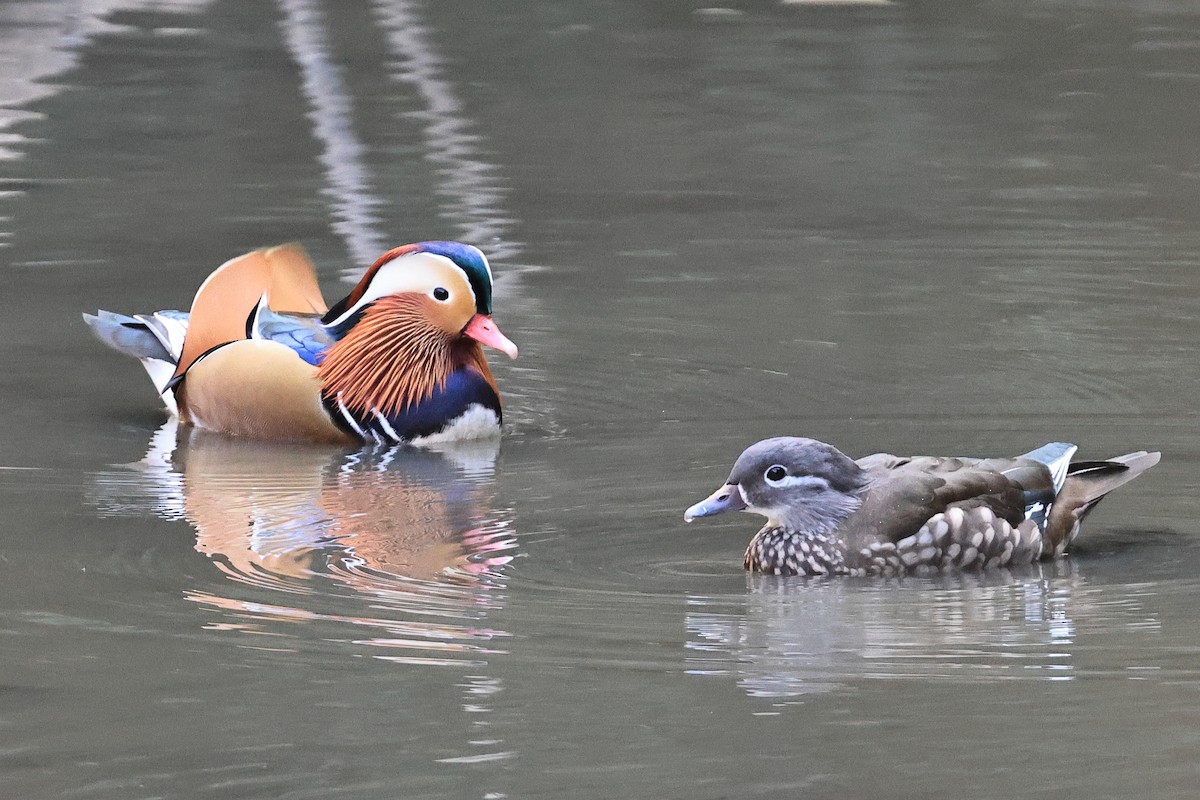 鴛鴦 - ML645310989