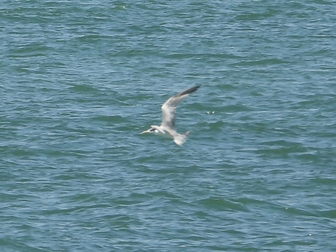 Eilseeschwalbe - ML645311031