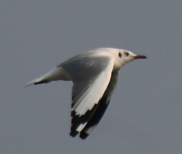 Gaviota Centroasiática - ML645311033
