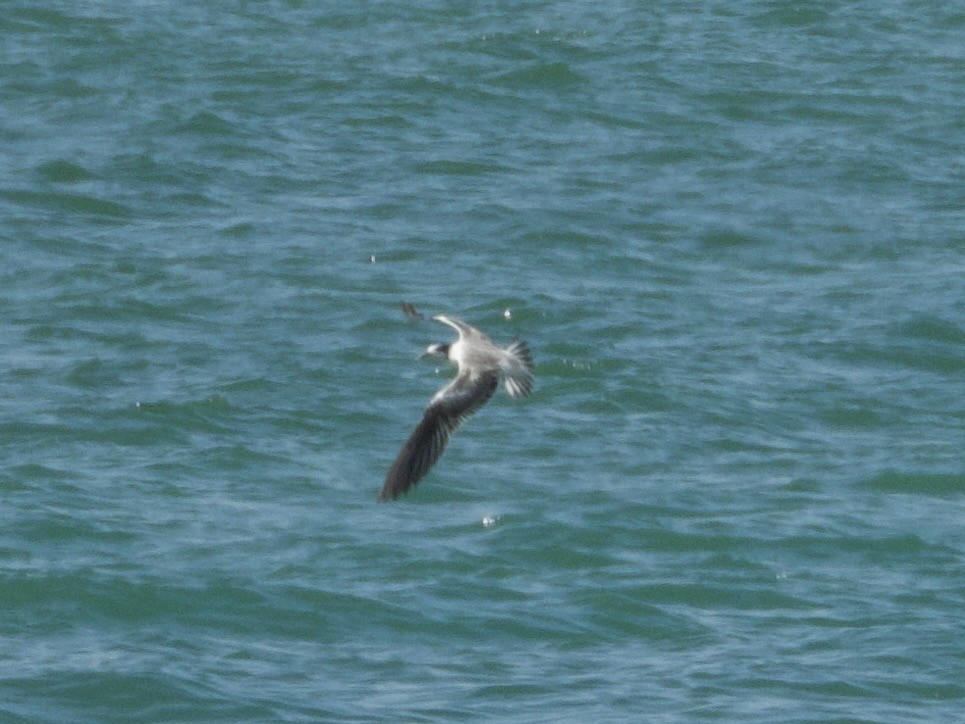 Zügelseeschwalbe - ML645311034