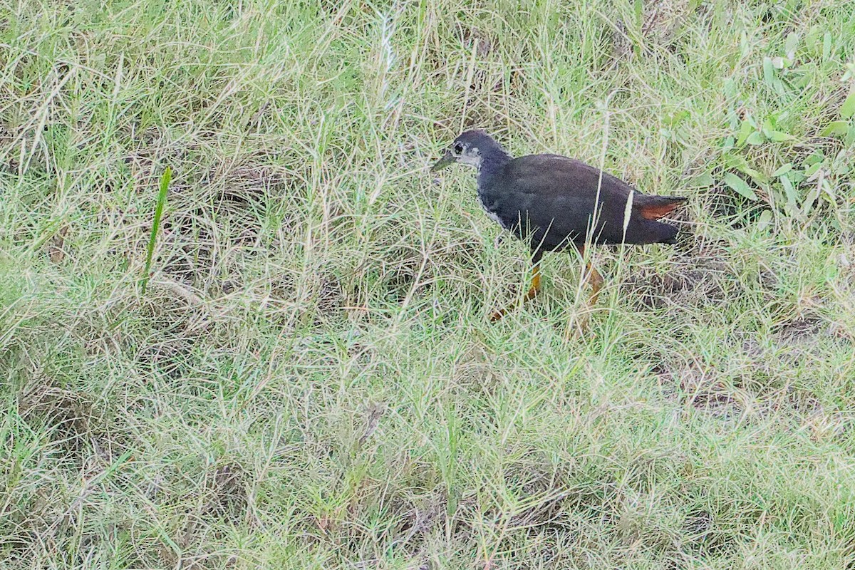 Weißbrust-Kielralle - ML645311035