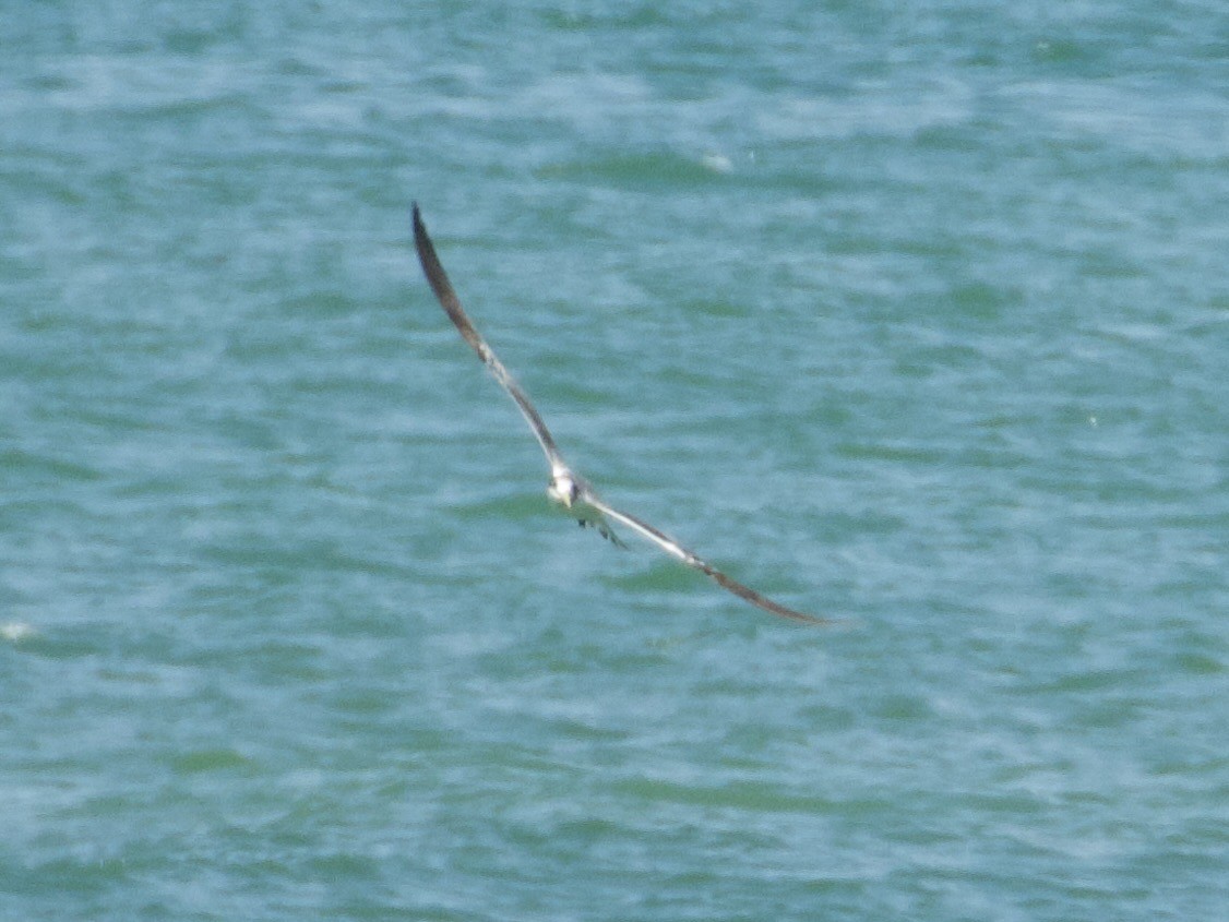 Zügelseeschwalbe - ML645311037