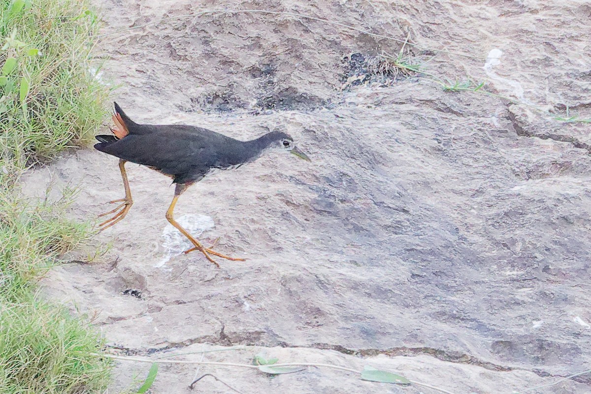 Weißbrust-Kielralle - ML645311038