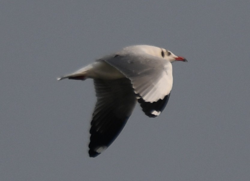 Braunkopfmöwe - ML645311039