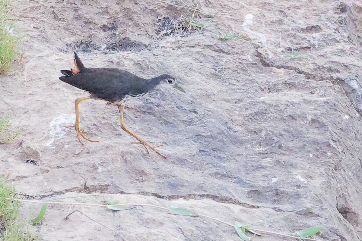 Weißbrust-Kielralle - ML645311040