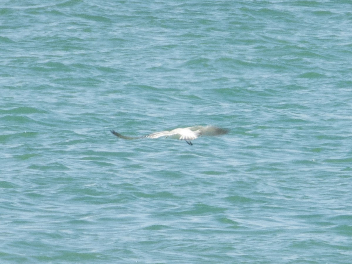 Zügelseeschwalbe - ML645311041