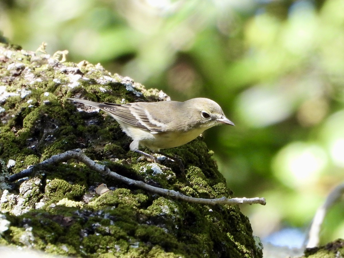 Kiefernwaldsänger - ML645311042