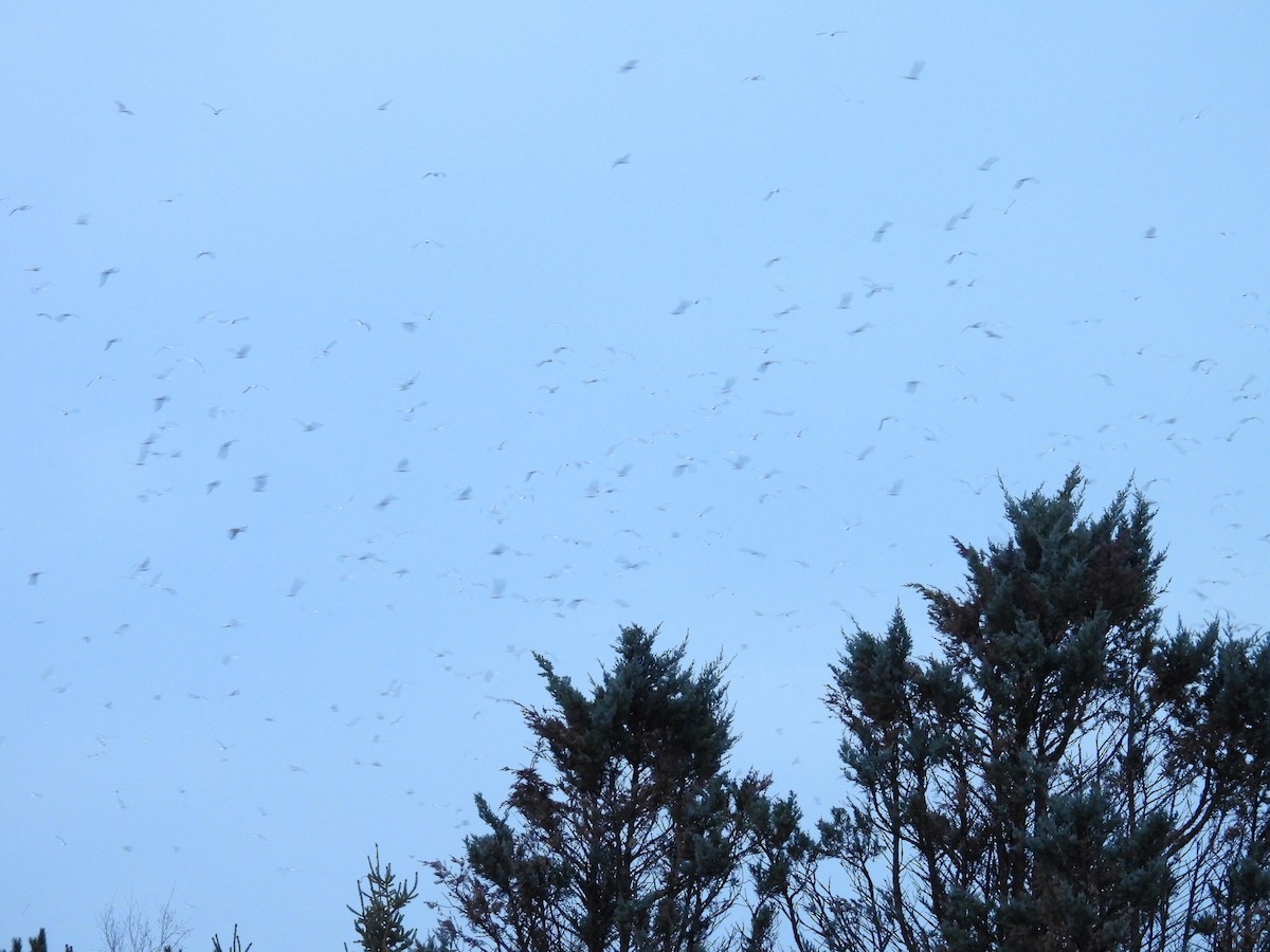 Larus, unbestimmt - ML645311043