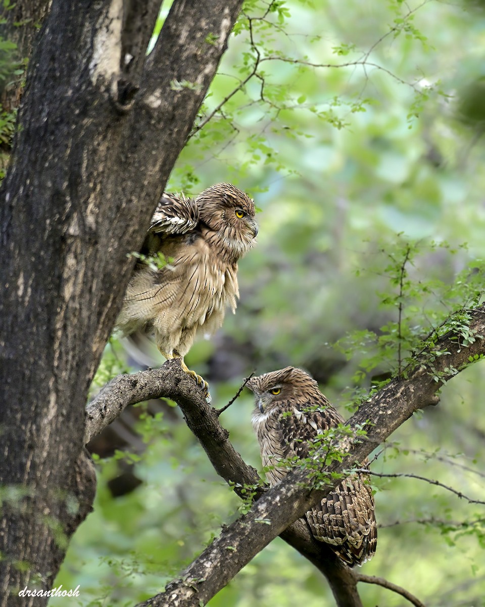 Fischuhu - ML645311044