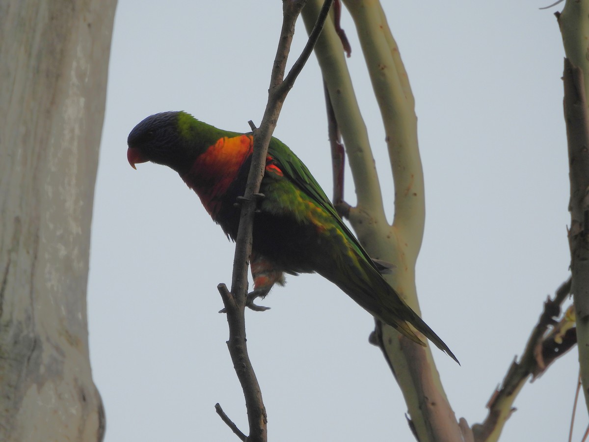 Regenbogenlori - ML645311045