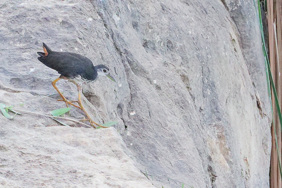 Weißbrust-Kielralle - ML645311046