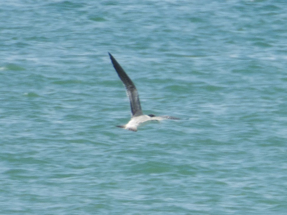 Zügelseeschwalbe - ML645311047