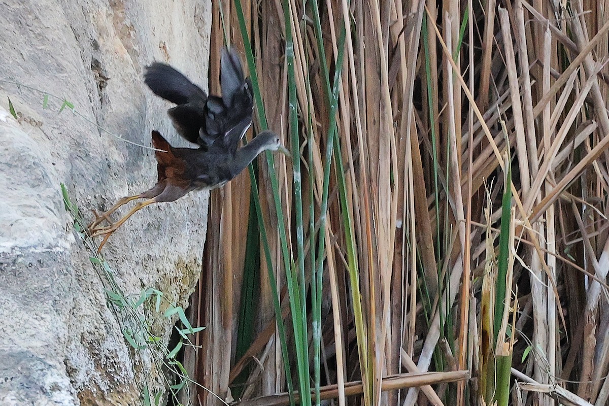 Weißbrust-Kielralle - ML645311050