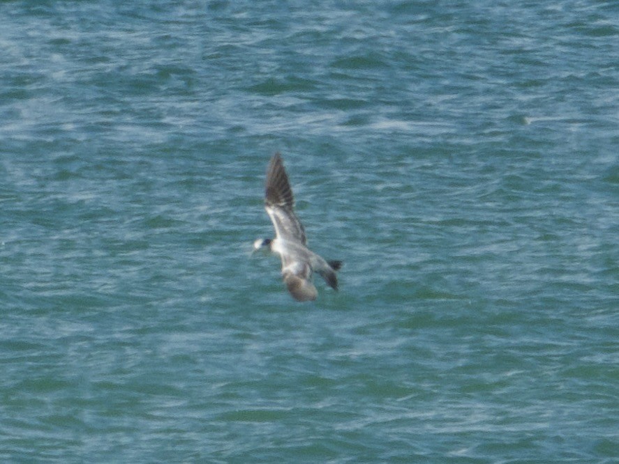 Eilseeschwalbe - ML645311051