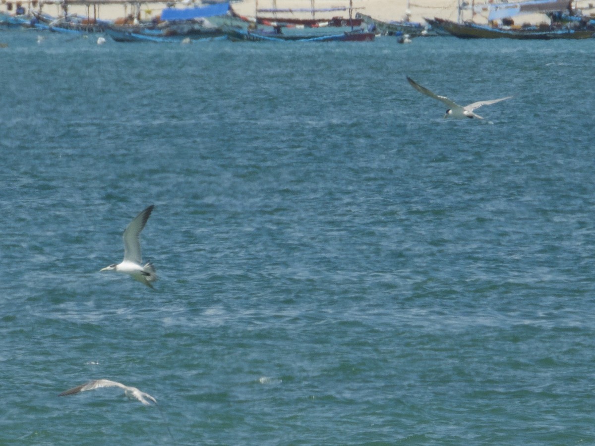 Eilseeschwalbe - ML645311052