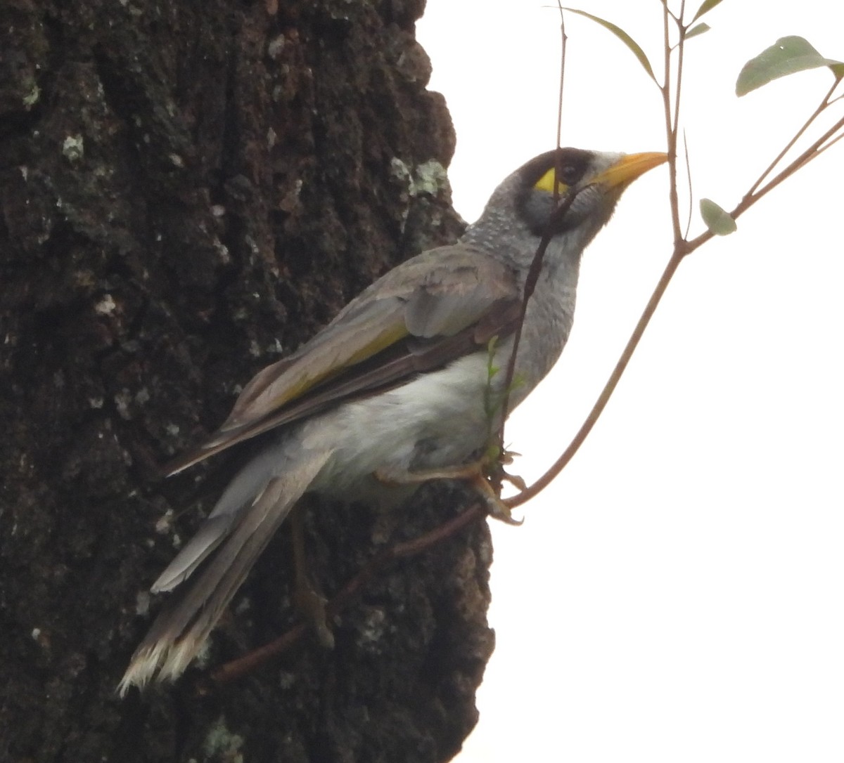 Weißstirn-Schwatzvogel - ML645311053