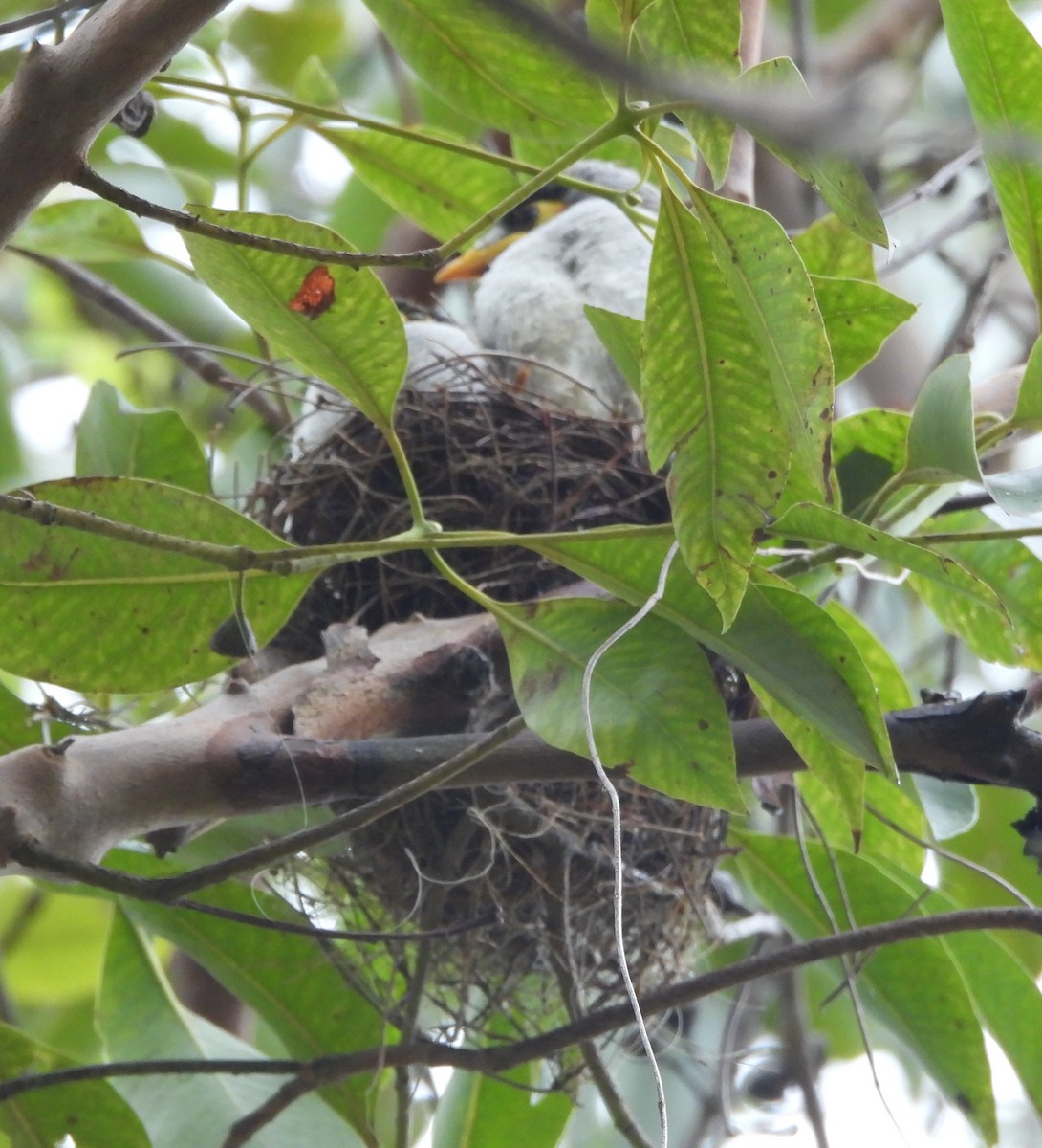 Weißstirn-Schwatzvogel - ML645311054