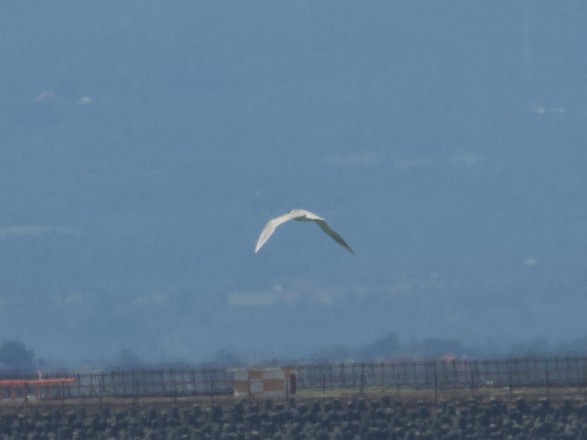 Rüppellseeschwalbe - ML645311055