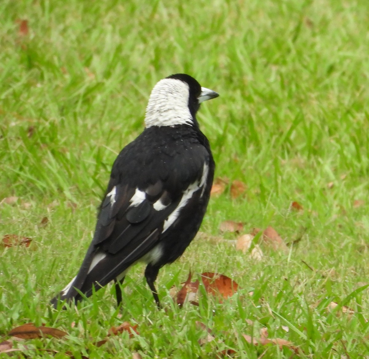 Flötenkrähenstar - ML645311056