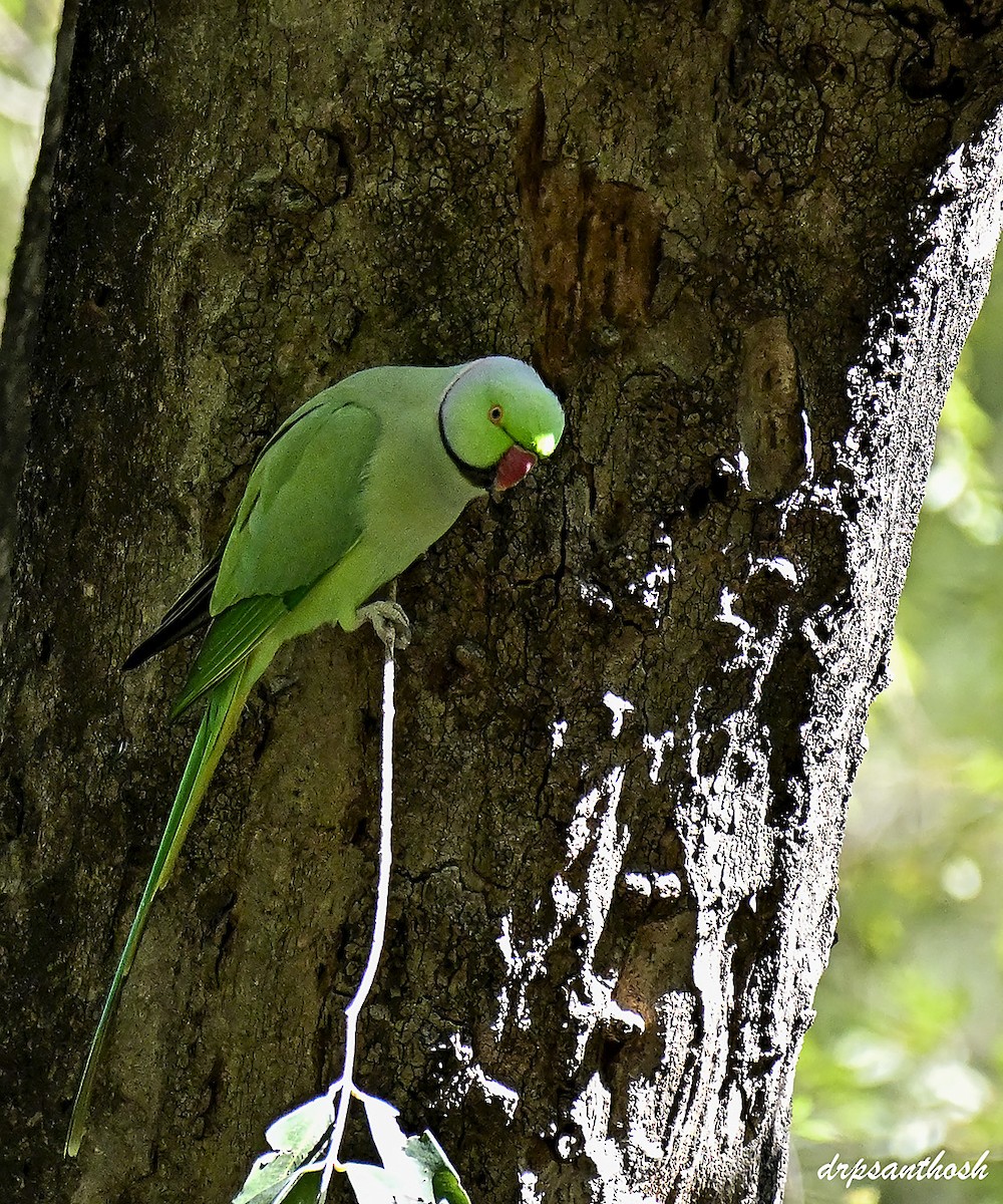 Halsbandsittich - ML645311057