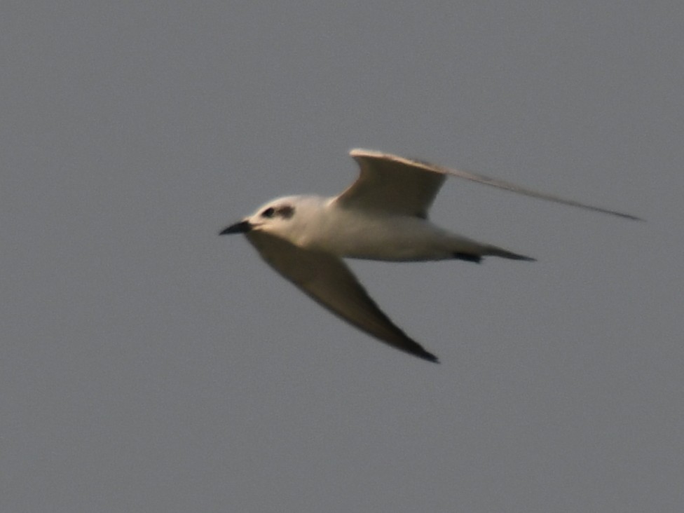 Lachseeschwalbe - ML645311058