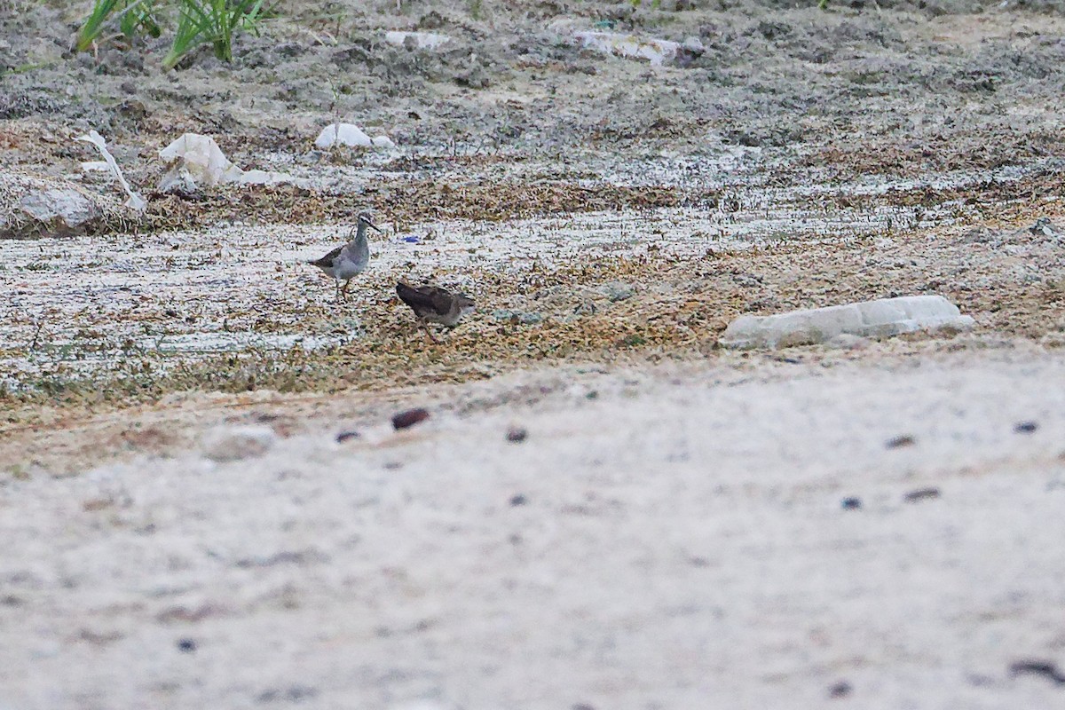 Bruchwasserläufer - ML645311059