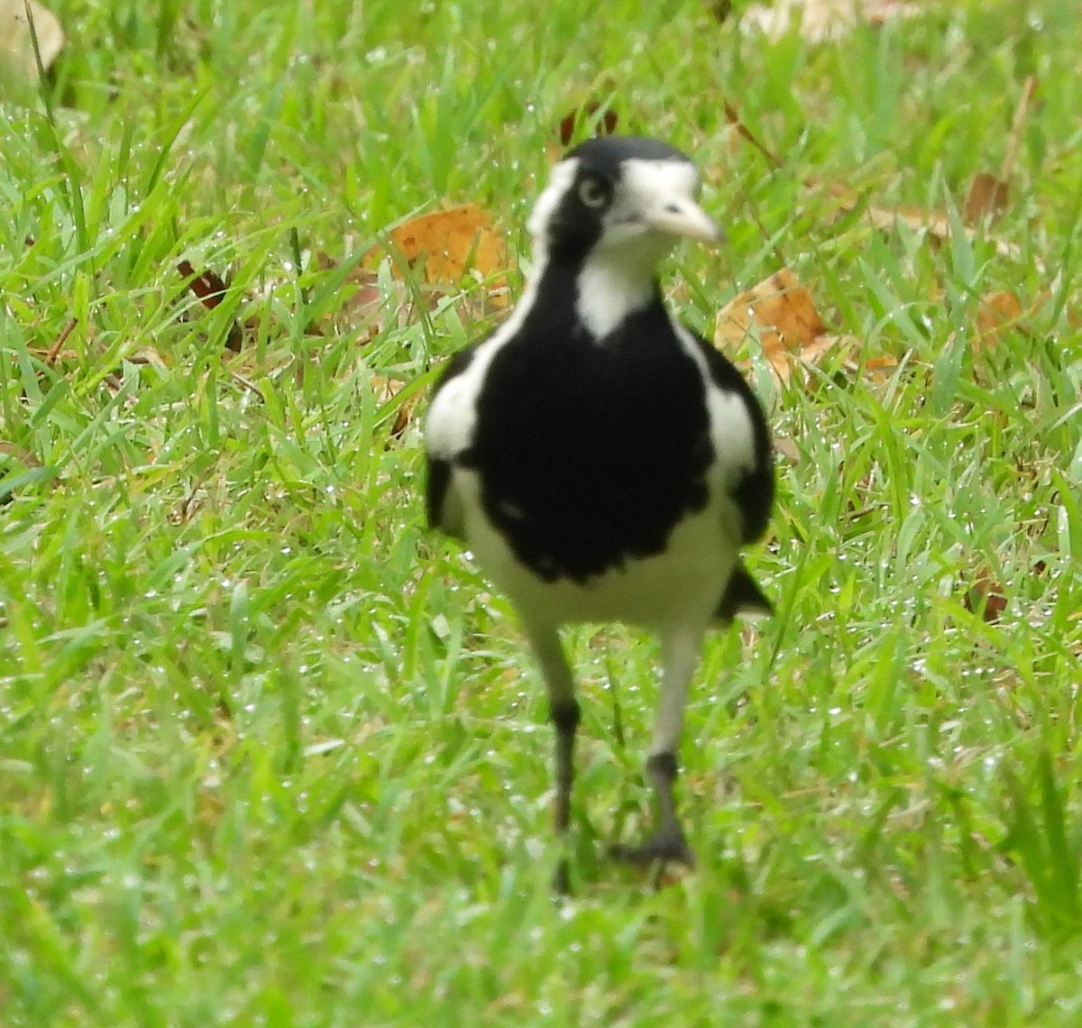 Stelzenmonarch - ML645311060