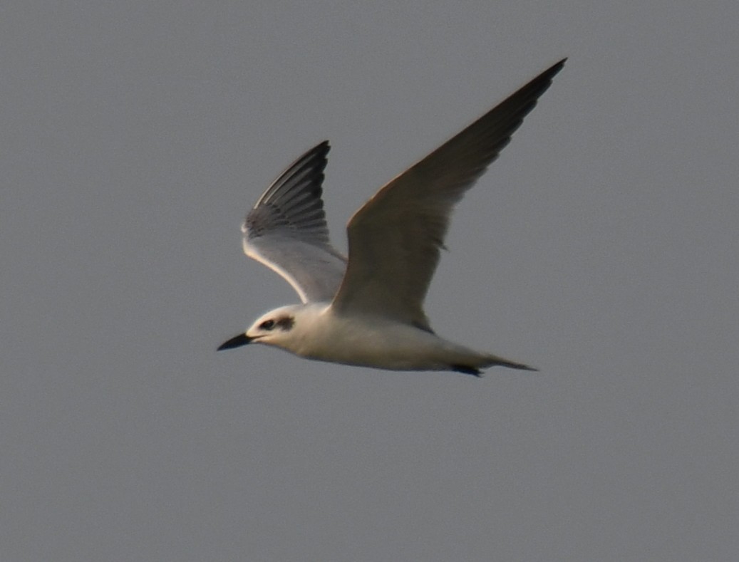 Lachseeschwalbe - ML645311062