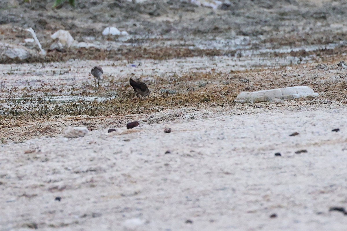 Kleinsumpfhuhn - ML645311063