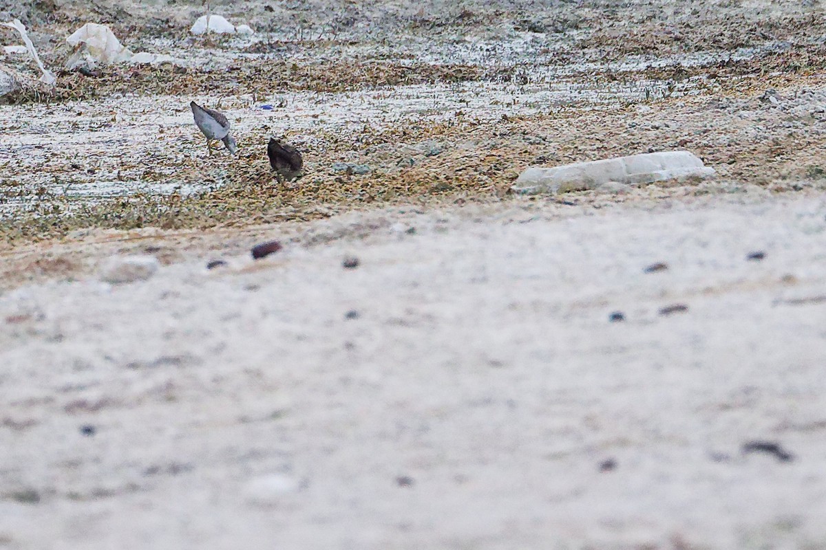 Kleinsumpfhuhn - ML645311064