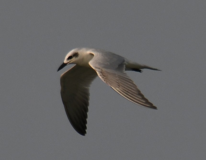 Lachseeschwalbe - ML645311066