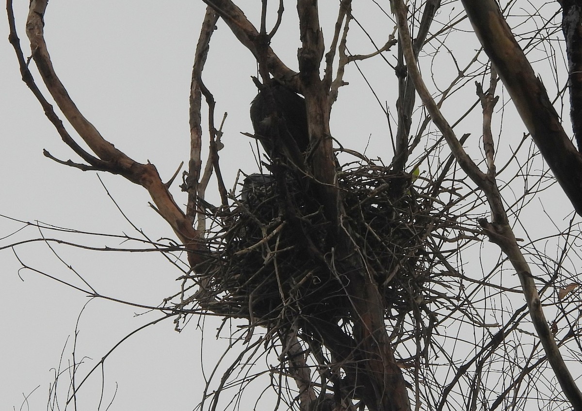 Torresian Crow - ML645311070