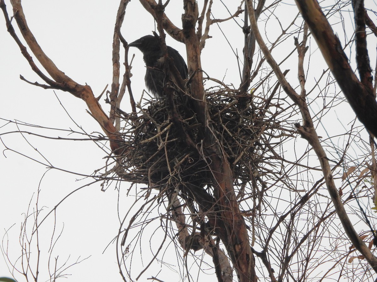 Torresian Crow - ML645311071