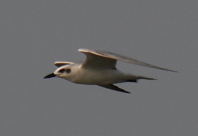 Gull-billed Tern - ML645311075