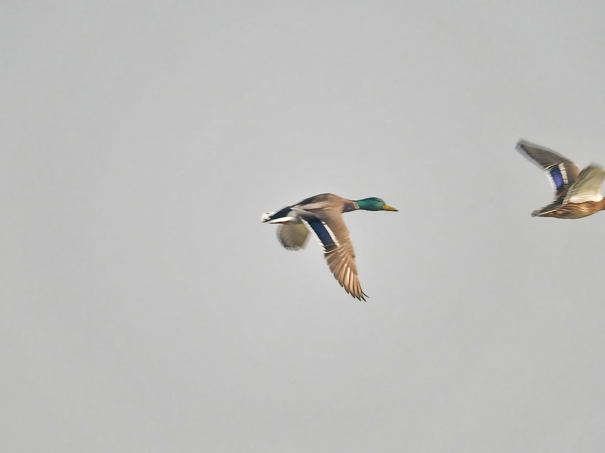 Mallard - ML645311079