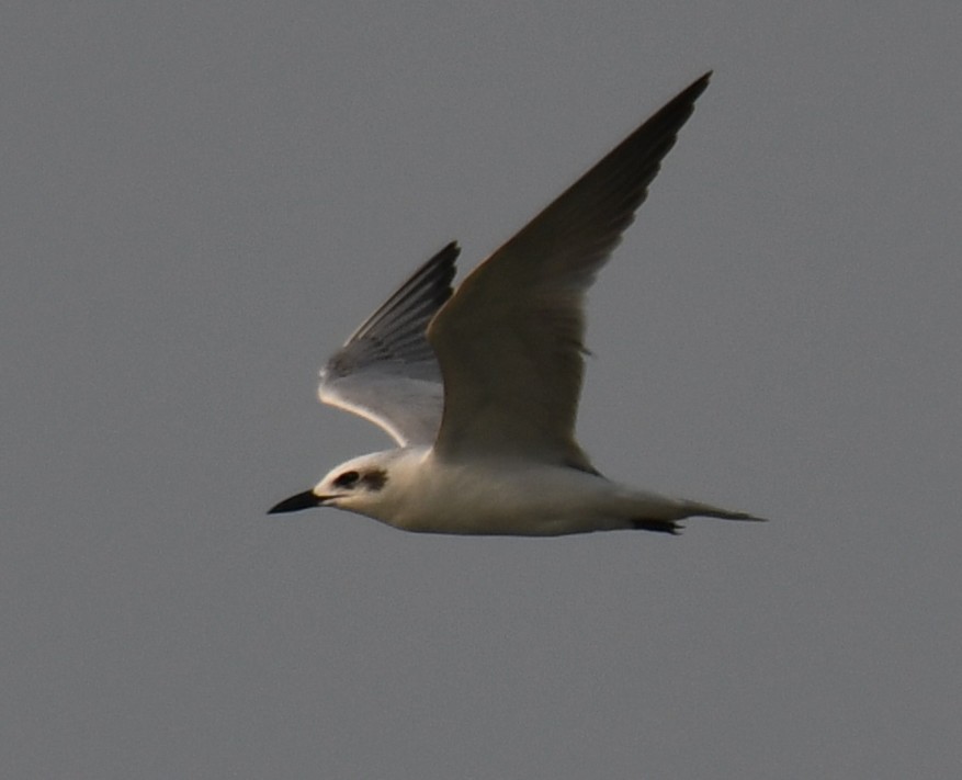 Gull-billed Tern - ML645311080