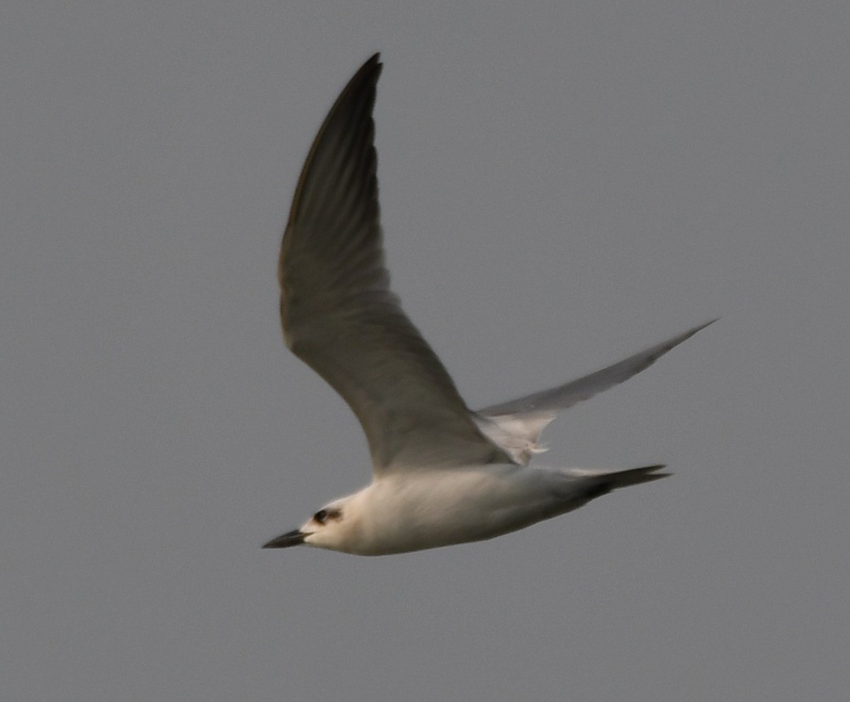 Gull-billed Tern - ML645311089
