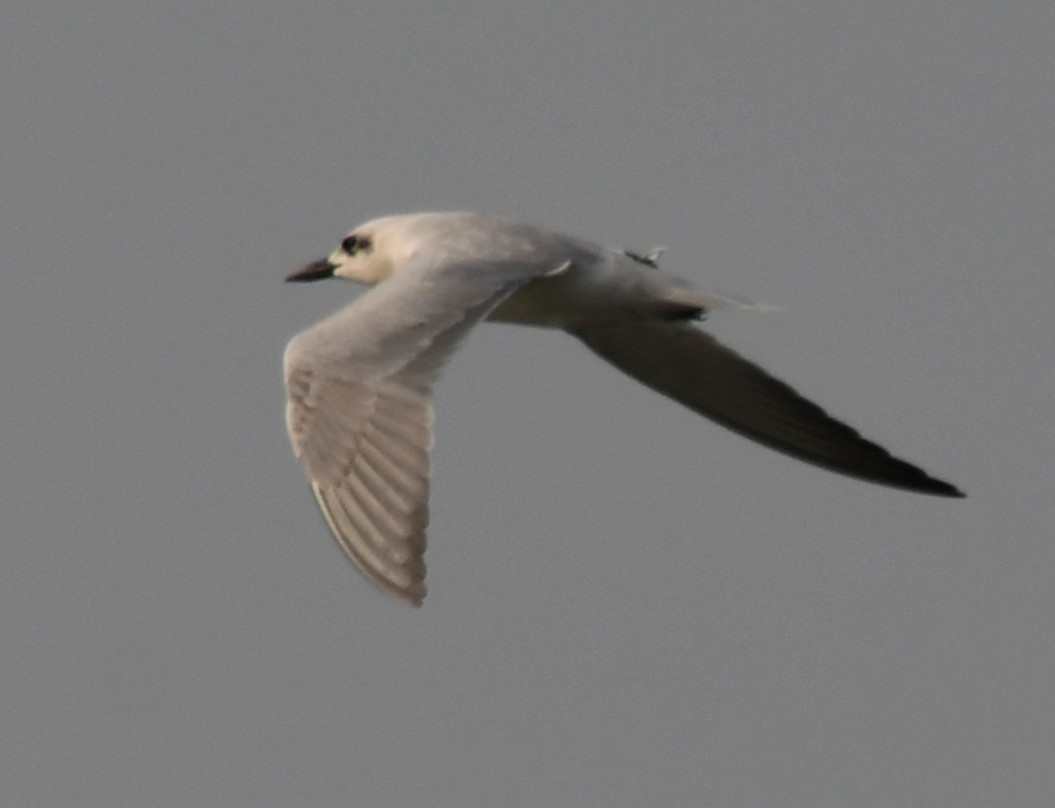 Gull-billed Tern - ML645311093