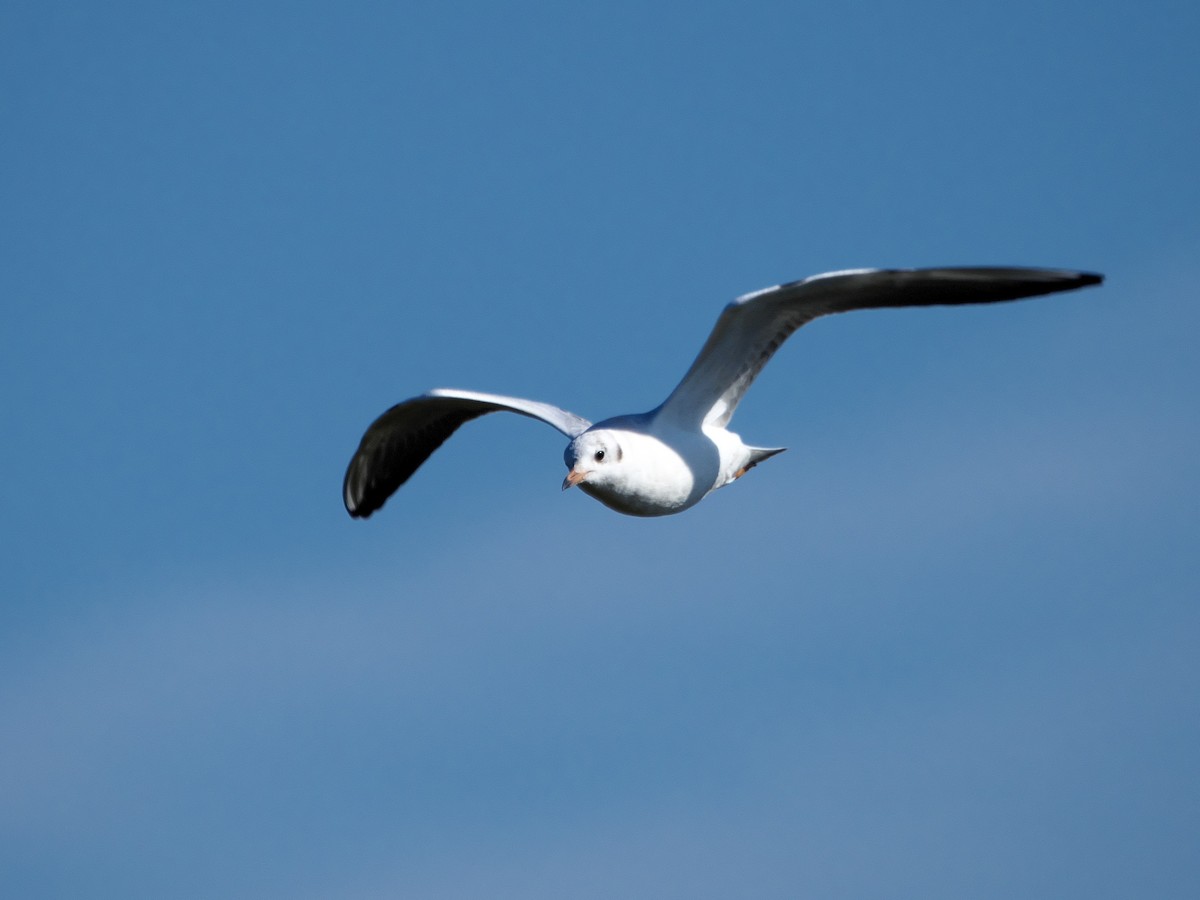 紅嘴鷗 - ML645311096